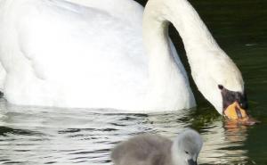 Neobičan kolaps u Glasgowu: Vozovi su stajali satima, putnici čekali, a ubrzo je otkriven i 'krivac'